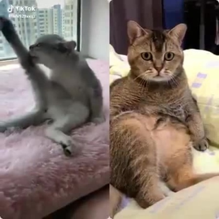 Seductive Cat