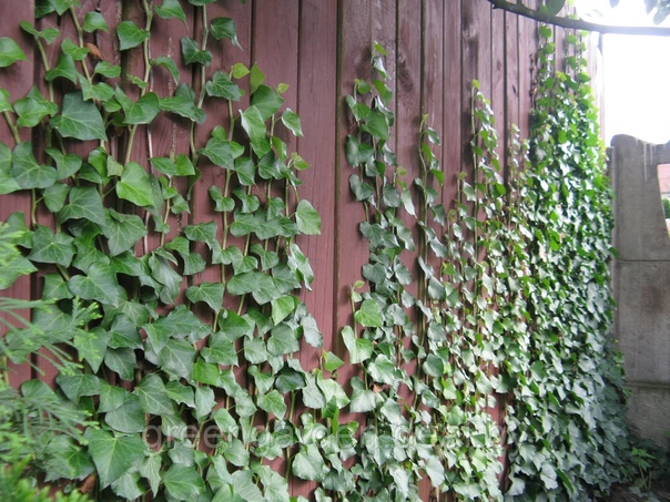 Плющ уличный. Плющ уличный. Плющ мужегон. Плющ уличный. Плющ вечнозеленый (hedera).