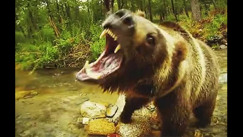 Медведь гризли против тигра. Про животных убийц. Лев охотится. Про животных убийц. Другой мир восстание ликанов оборотни.