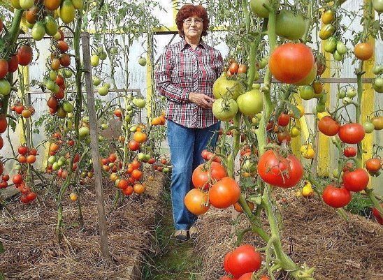 КАК ПОДКАРМЛИВАТЬ ТОМАТЫ И НЕ ПЕРЕКОРМИТЬ! Первую подкормку томатов, высаженных в открытый грунт, лучше всего провести в конце мая или первой декаде июня из расчета 1 ст. ложка нитрофоски,