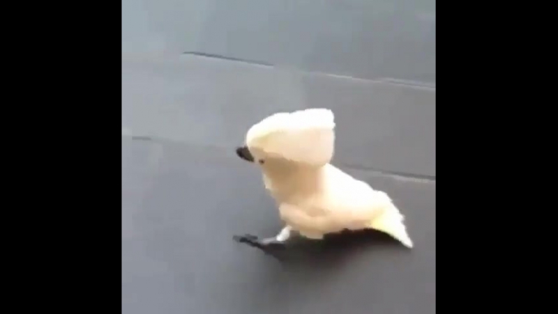 Другие видео про лающего какаду