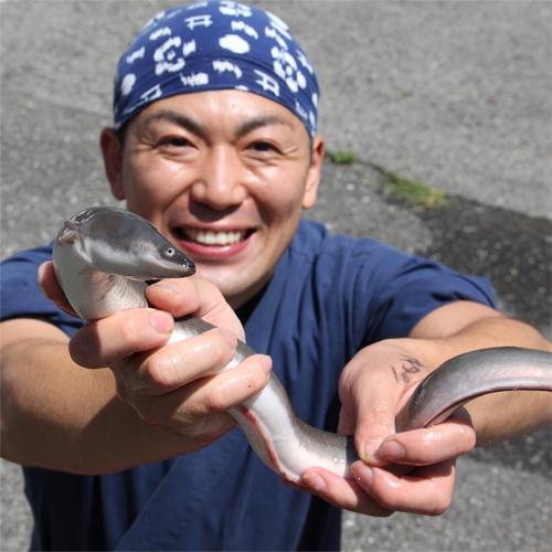 Угреобразные угреобразные. Речной угорь на языке японских. Европейский речной угорь. Речной угорь на языке японских. Угорь вес рыбы.