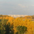Максим Красиков