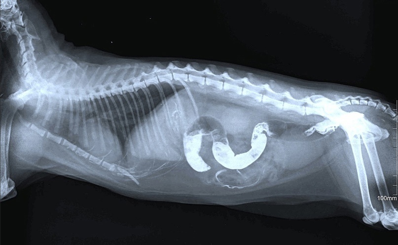 Стригущий лишай у кошки. причины, симптомы методы лечения