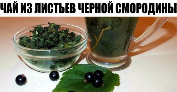 Каждый год заготавливаю смородиновые листья это отличное лекарство для почек и суставов Ни ревматизма, ни подагры не будет!Большое количество витаминов С, К, Р делают чёрную смородину уникальной